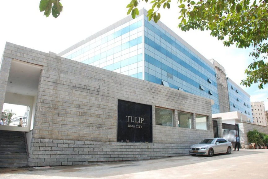 tulip